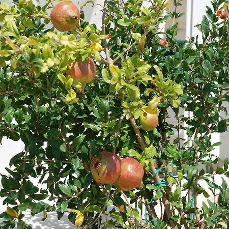 Kampos Naousa-marpisa * Ambelas