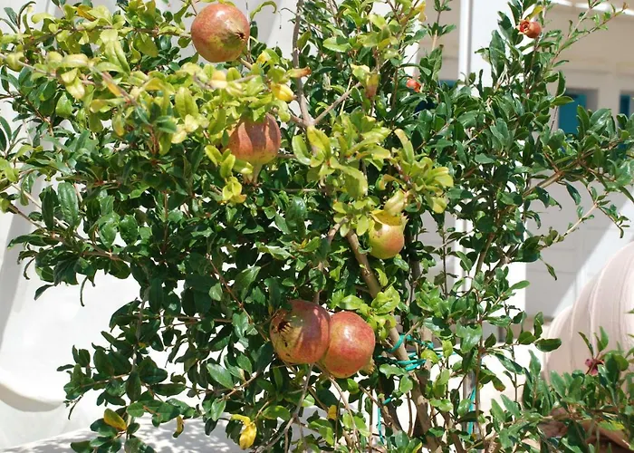 Kampos Naousa-marpisa * Ambelas